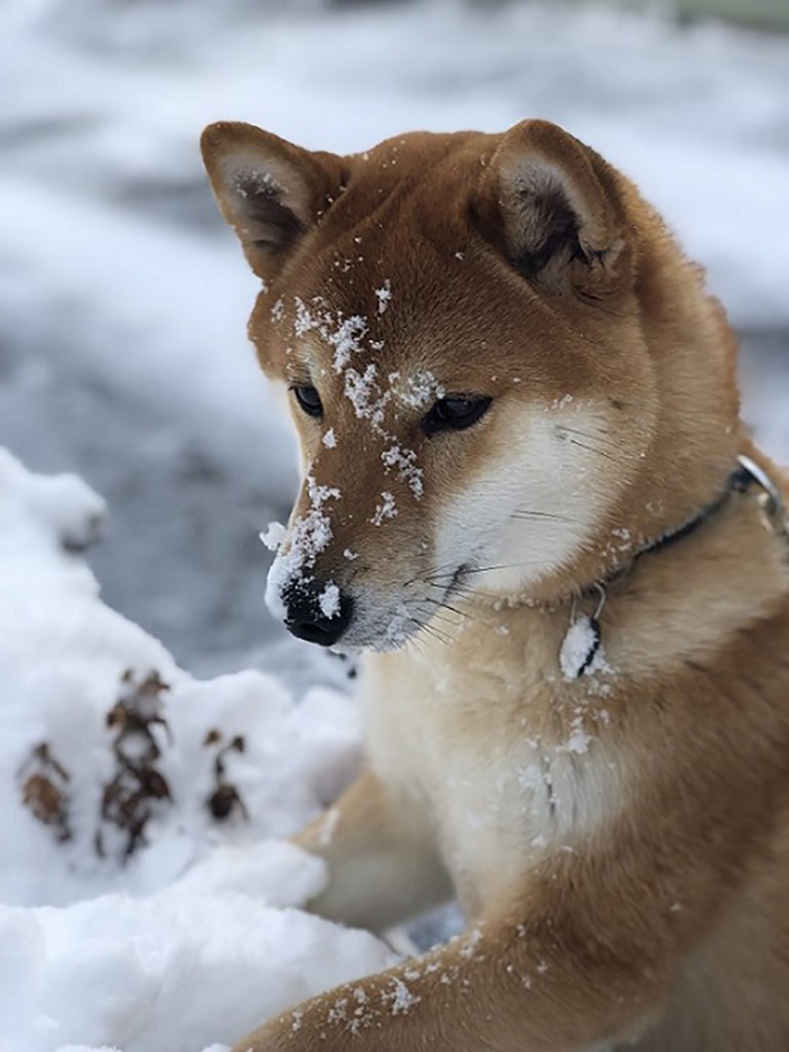 『初めての雪！大好き～！』<br />
内山 千恵子 様